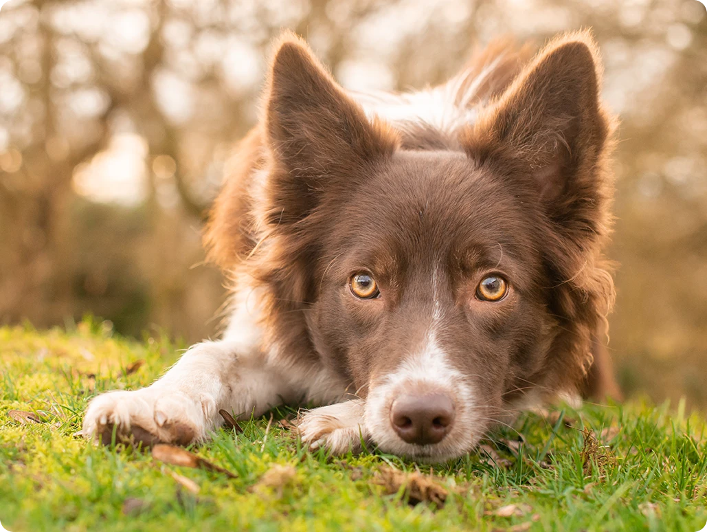 A border collie resting in grass, photographed for Embrace Pet Insurance
